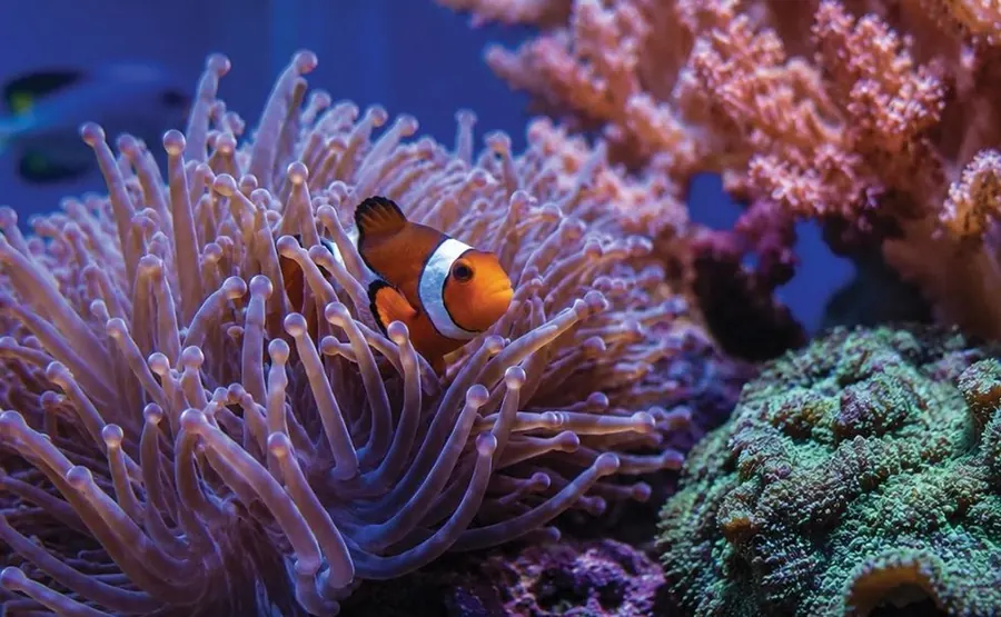 Clownfish among corals